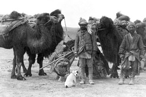 Camels from the Lop Desert on Stein's 3rd Central Asian Expedition. The British Library: Photo. 392/28(746)