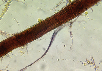 Ramie fibre stained with Herzberg observed in polarized light in magnification 600x.