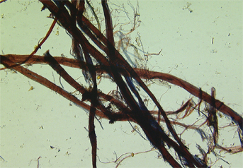 Ramie fibres stained with Herzberg observed in polarized light in magnification 150x.