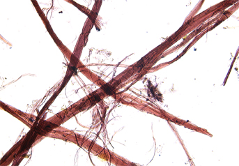 Ramie fibres stained with Herzberg observed in polarized light in magnification 300x.