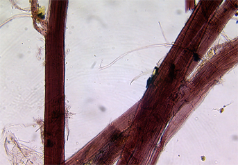 Ramie fibres stained with Herzberg observed in polarized light in magnification 600x.