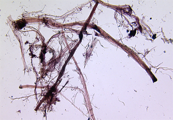 Ramie fibres stained with Herzberg in magnification of 150x