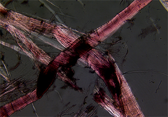 Ramie fibres stained with Herzberg observed in polarized light in magnification 600x.