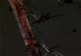 Ramie fibres stained with Herzberg observed in polarized light in magnification 600x.