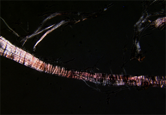 Ramie fibre stained with Herzberg observed in polarized light in magnification 600x.