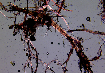 Ramie fibres stained with Herzberg observed in polarized light in magnification 150x.