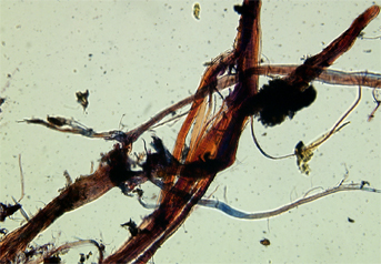 Ramie fibres stained with Herzberg observed in polarized light in magnification 300x.